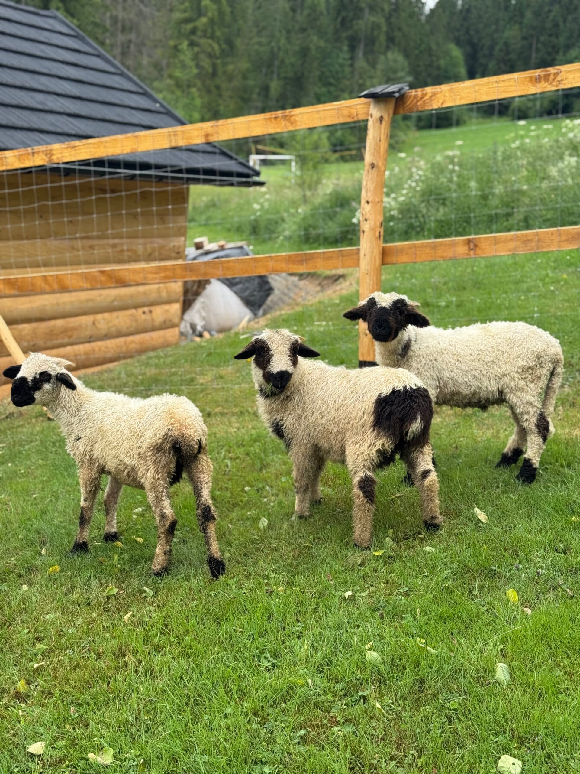 Zdjęcie 22 z galerii Ośrodek Wczasowy Skalnity