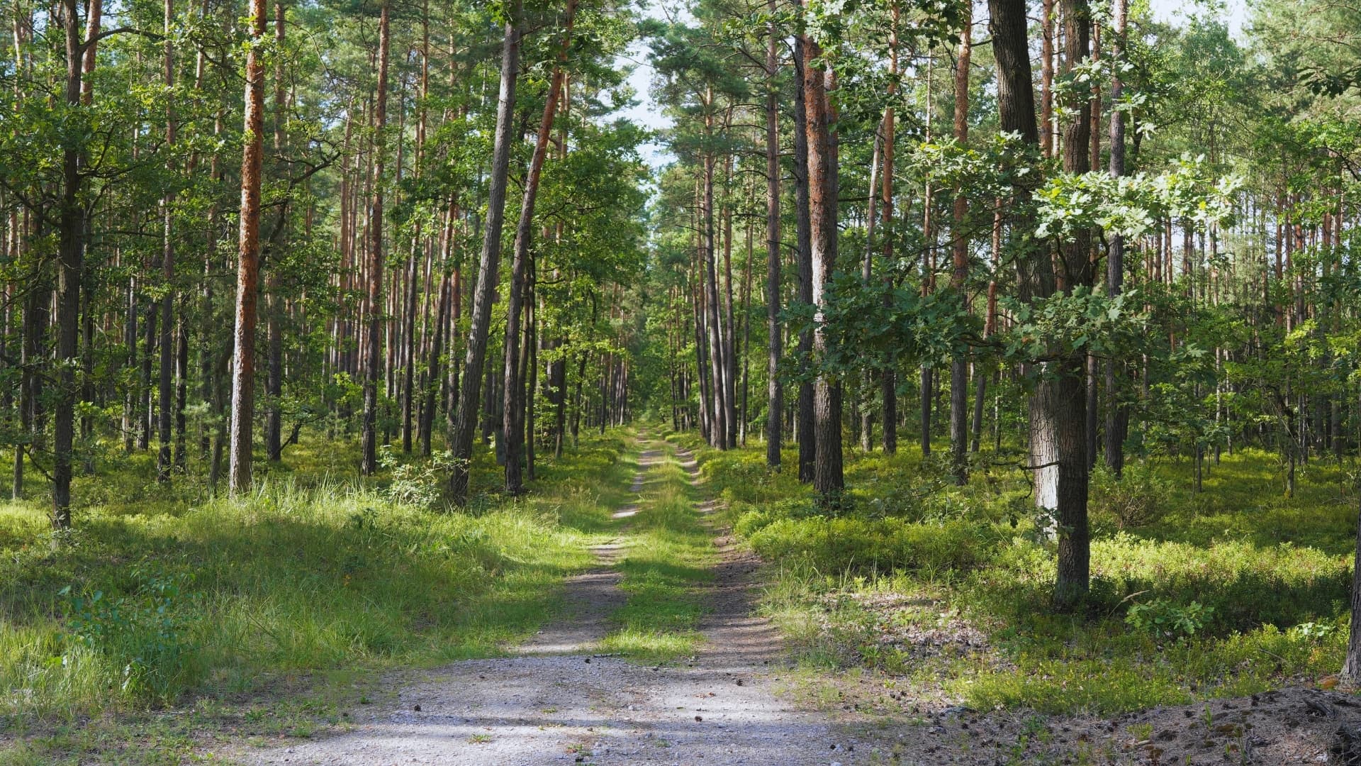 Bolimowski Park Krajobrazowy – Poznaj Przyrodę i Ciekawostki Regionu